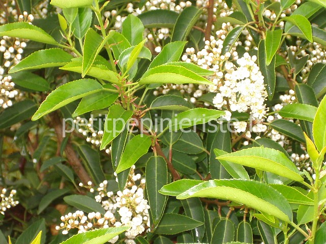Prunus lusitanica en fleurs